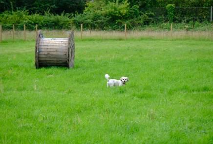 Bowdon Dog Park
